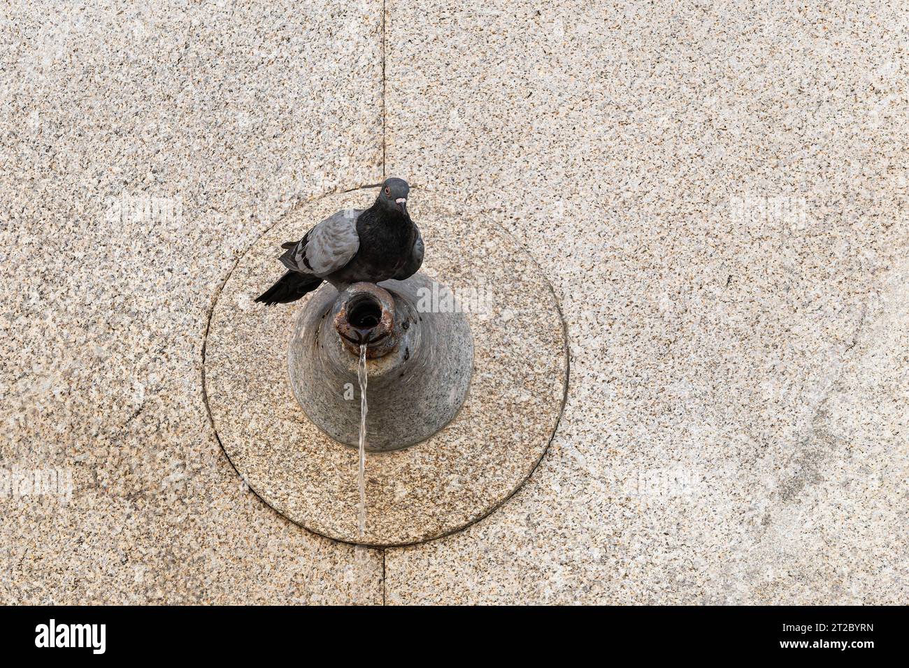 Piccione arroccato su una fontana circolare in pietra nella piazza urbana con pavimentazione in terrazzo Foto Stock