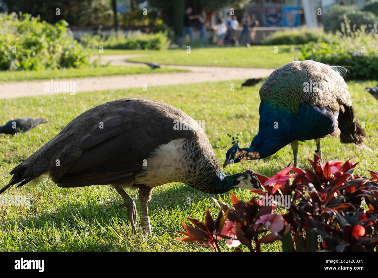 Peahen femmina pavone (Pavo cristatus) su un prato nei giardini di Palácio de Cristal Gardens, Porto, Portogallo Foto Stock