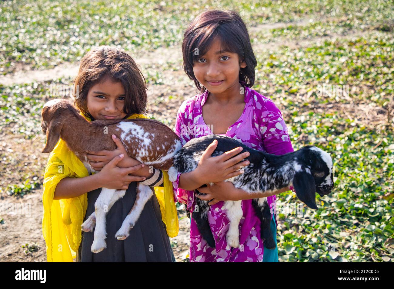 Ragazze rurali del Bangladesh con le loro capre da compagnia. Chandpur, Bangladesh Foto Stock