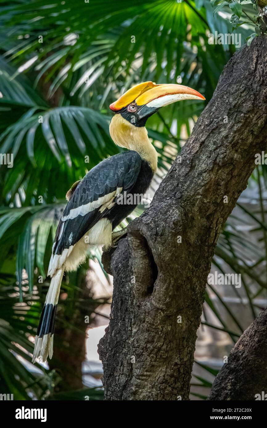Great Hornbill (Buceros bicornis) al Tempio di Phnom Penh Foto Stock