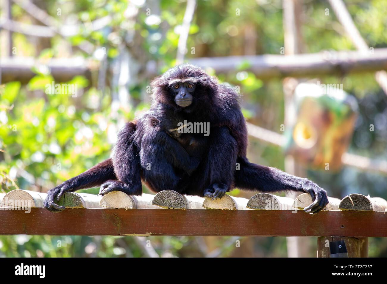 L'agile gibbon è una piccola scimmia originaria delle foreste pluviali del sud-est asiatico. È noto per le sue abilità acrobatiche e la capacità di oscillare attraverso il tre Foto Stock