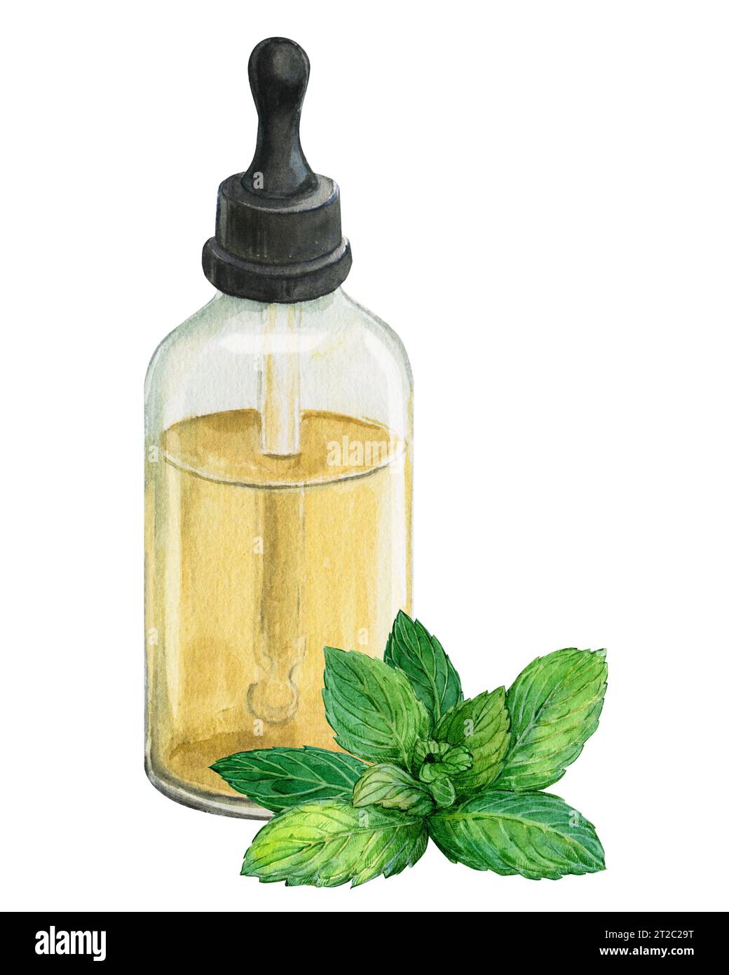Una bottiglia di olio essenziale e un ramo di menta su sfondo bianco. Illustrazione acquerello. Composizione per la progettazione di fitopreparati. Botanico Foto Stock
