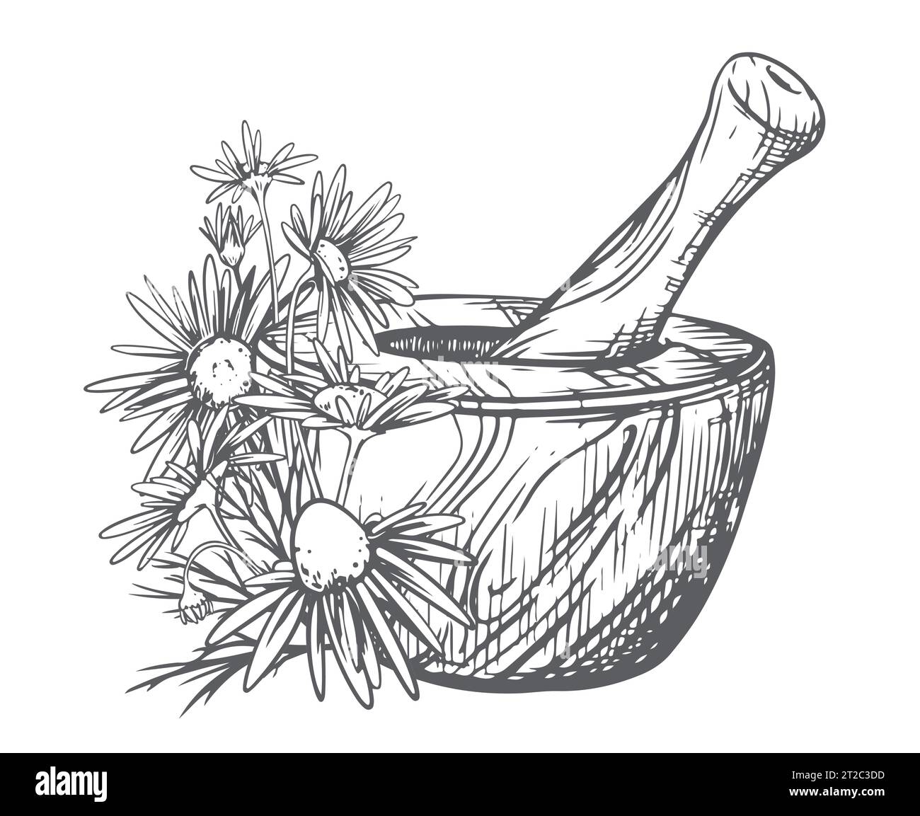Mortaio di legno per erbe con fiori di camomilla su sfondo bianco. Illustrazione vettoriale nella tecnica di incisione. Disegno a linee. Bevanda sana. Illustrazione Vettoriale
