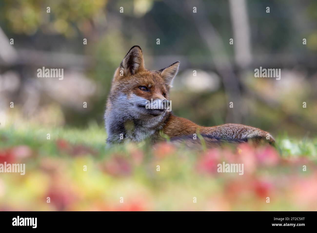 volpe rossa e sfumature autunnali Foto Stock
