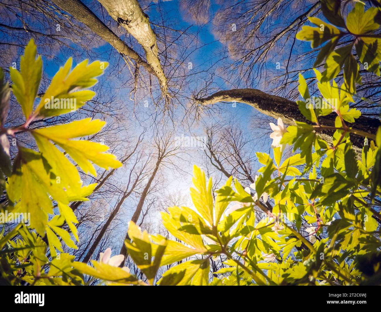 Fantastica foresta con fiori freschi sotto la luce diretta del sole. Spettacolari paesaggi insoliti. La primavera è il momento per la snowdrop anemone. L'Europa. Bellezza Mondo. Così Foto Stock