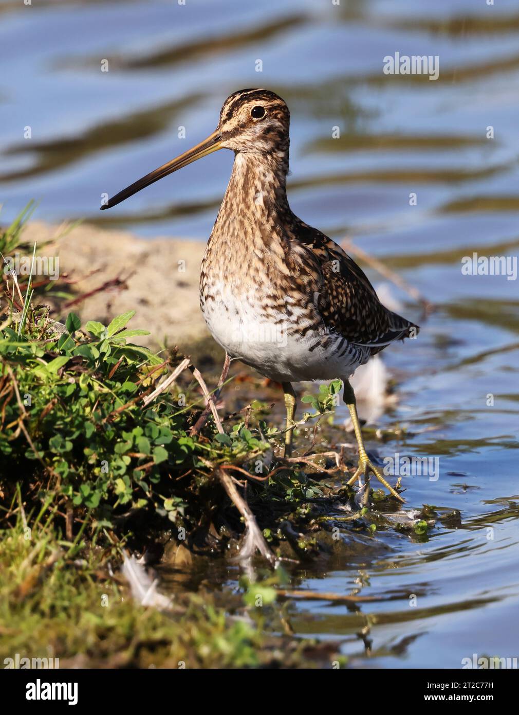 Un nipe comune (Gallinago gallinago) sul bordo di una piscina d'acqua sotto il sole autunnale Foto Stock
