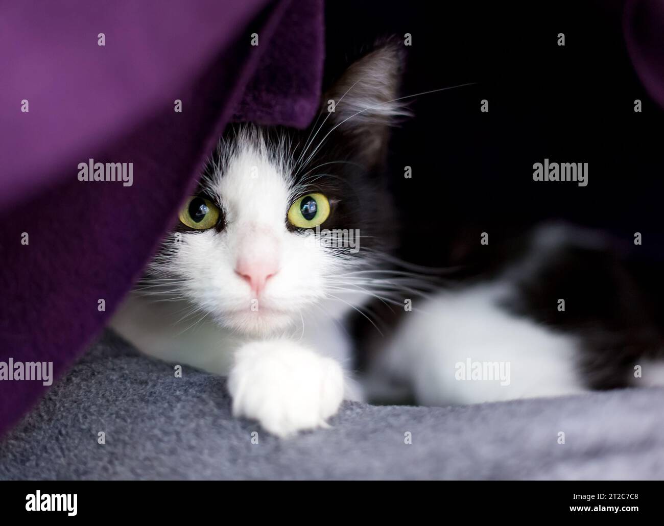 Un timido gatto shorthair bianco e nero che sbircia dietro una coperta Foto Stock