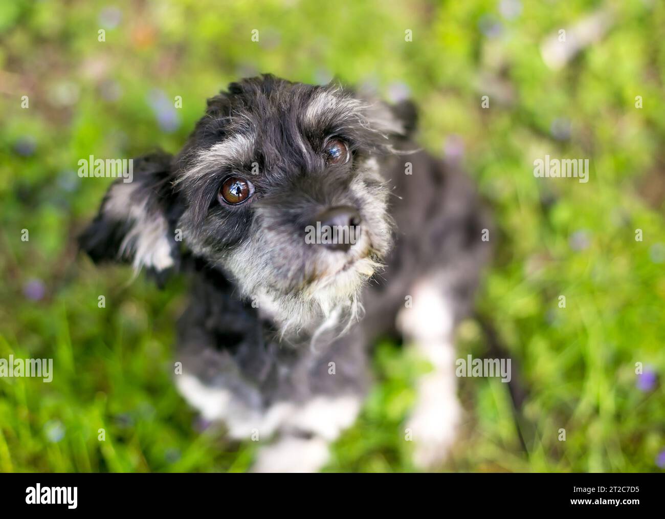 Un carino Shih Tzu x Cocker Spaniel cane di razza mista seduta all'aperto Foto Stock