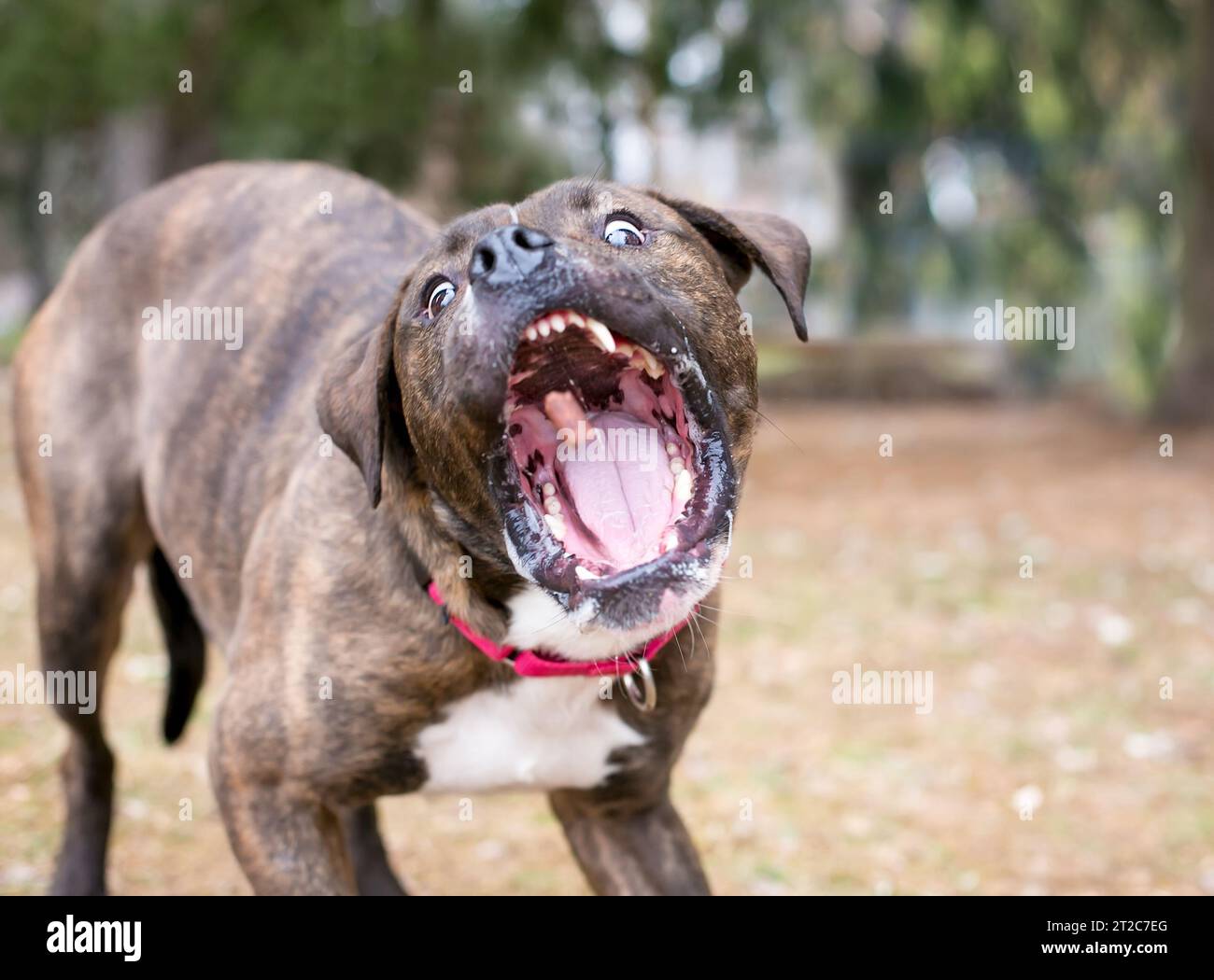 Un brindle Boxer x Pit Bull Terrier cane razza mista che apre la sua bocca per prendere un trattamento Foto Stock
