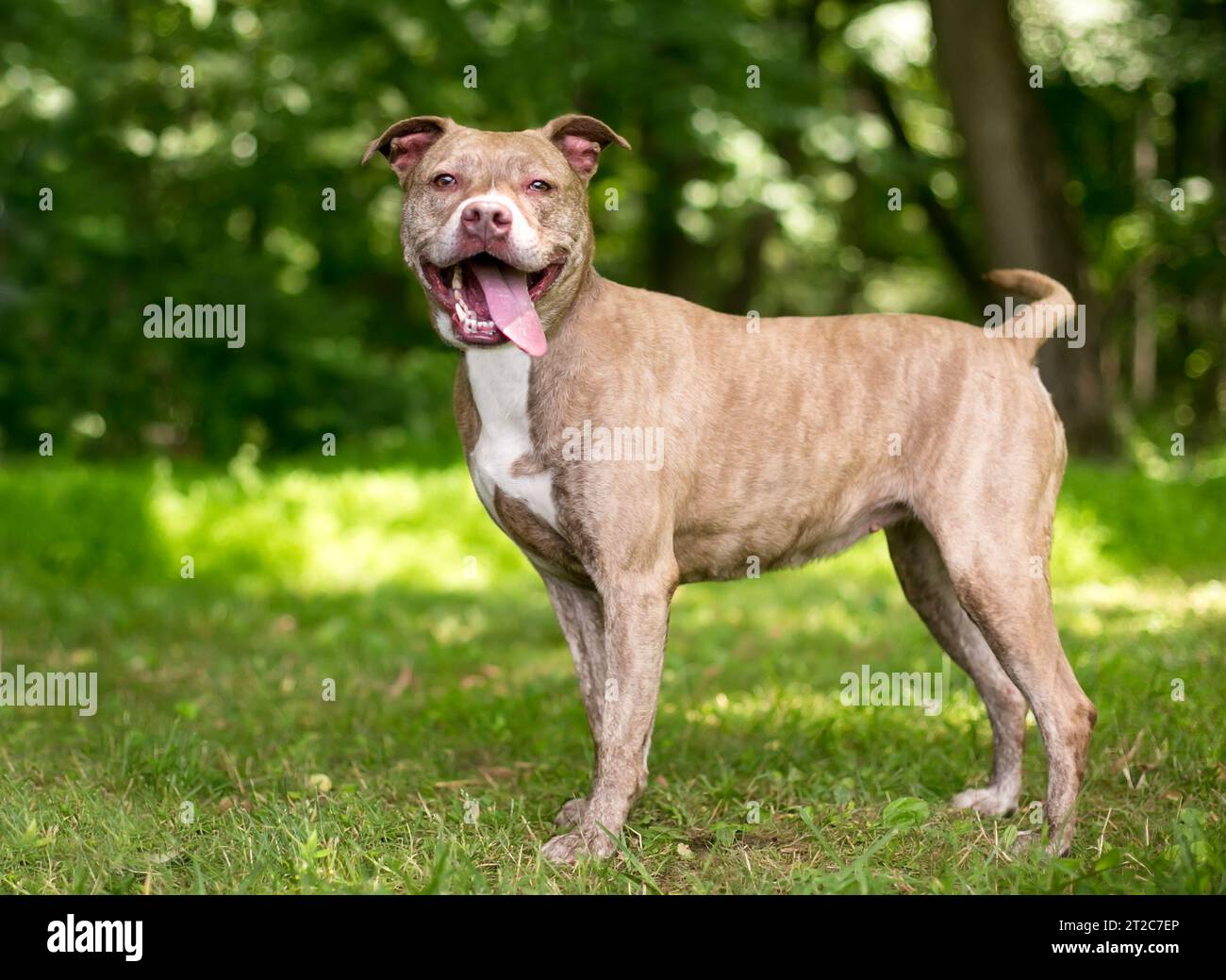 Un alto Pit Bull Terrier cane di razza mista con un'espressione felice Foto Stock