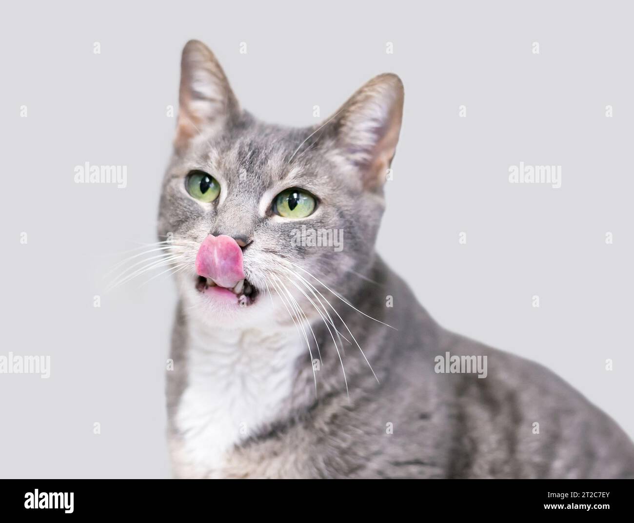 Un gatto tabby shorthair grigio e bianco con occhi verdi che leccano le labbra Foto Stock