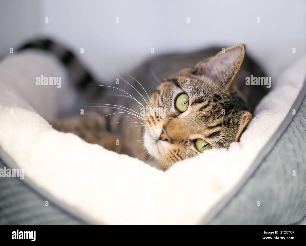 Un gatto shorthair sdraiato in un comodo letto per animali e guardando la macchina fotografica Foto Stock