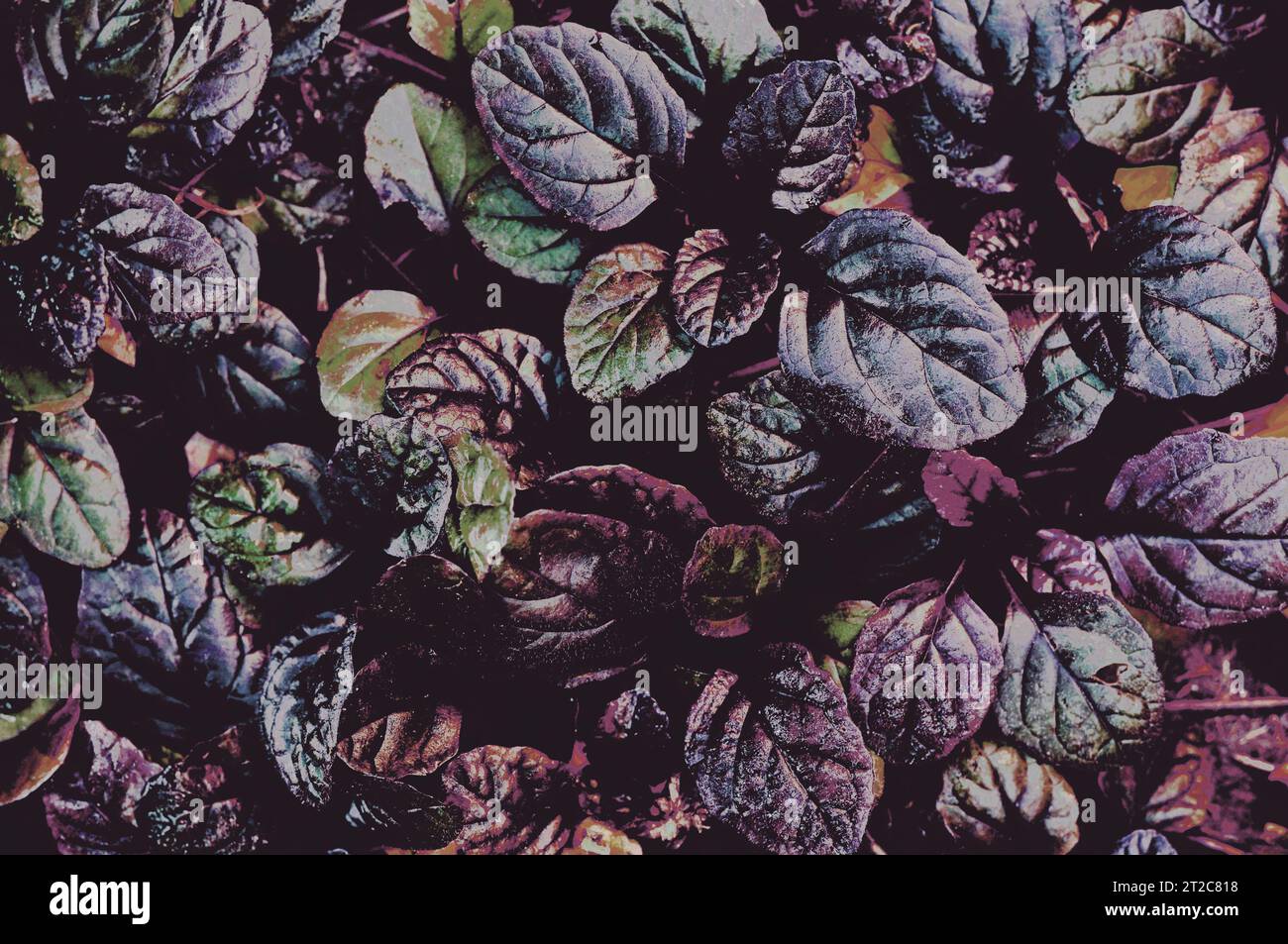 Sfondo scuro astratto e denso con frammenti di rettani Ajuga bugleweed - capesante nero. Manipolazione fotografica delle foglie di piante Foto Stock