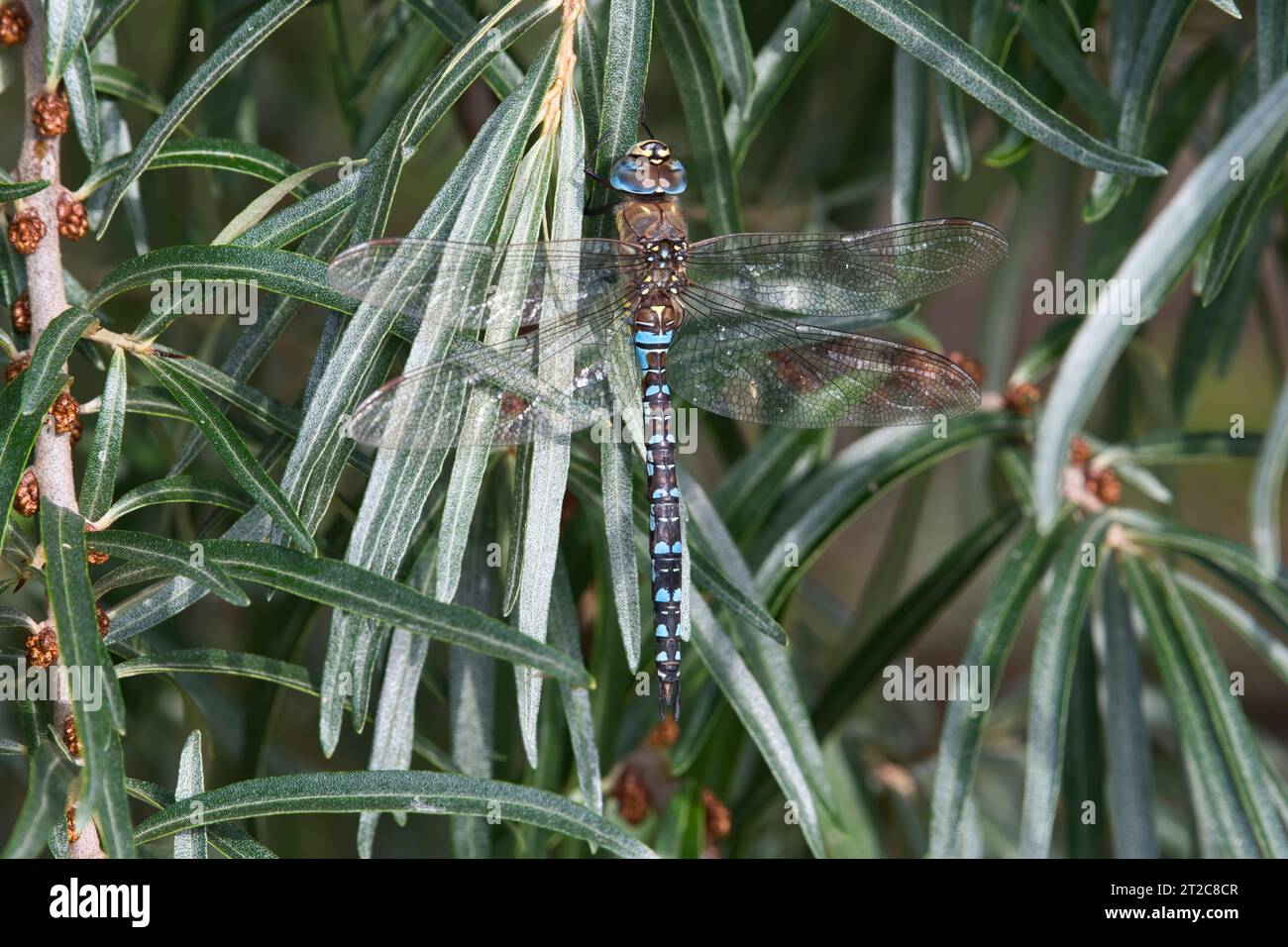 Migrante falco libellula (Aeshna mixta), maschio adulto Foto Stock