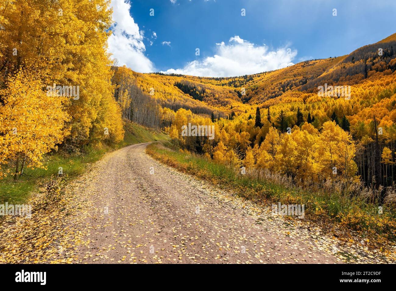 Una strada sterrata che si snoda tra gli alberi di asfalto autunnali delle San Juan Mountains vicino a Rico, Colorado Foto Stock