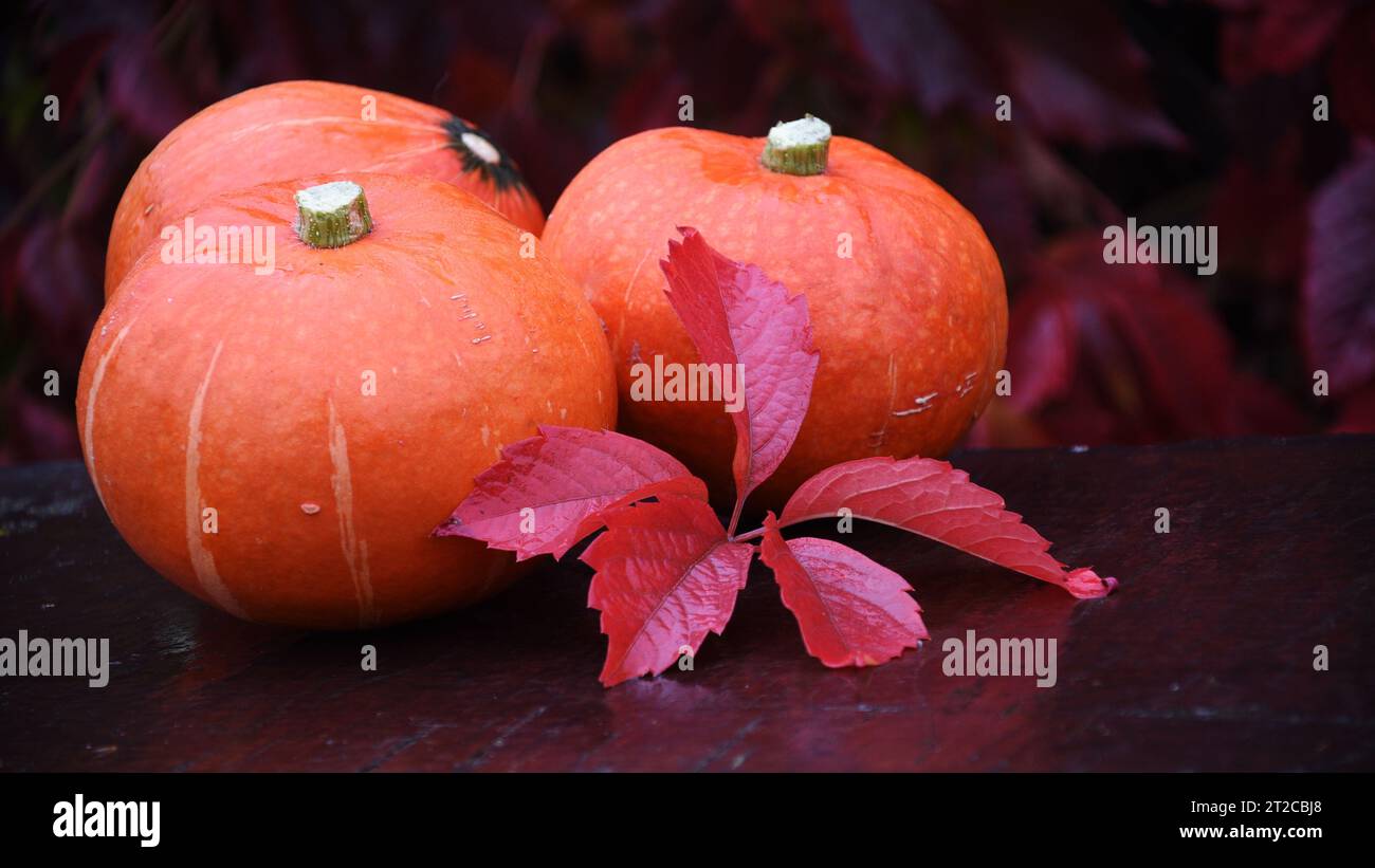 Tre zucche arancioni in giardino, raccolta a fine stagione Foto Stock