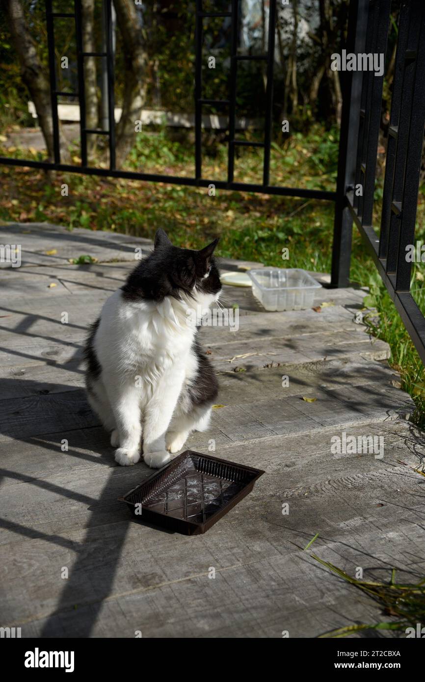 Gatto senzatetto nel parco autunnale Foto Stock