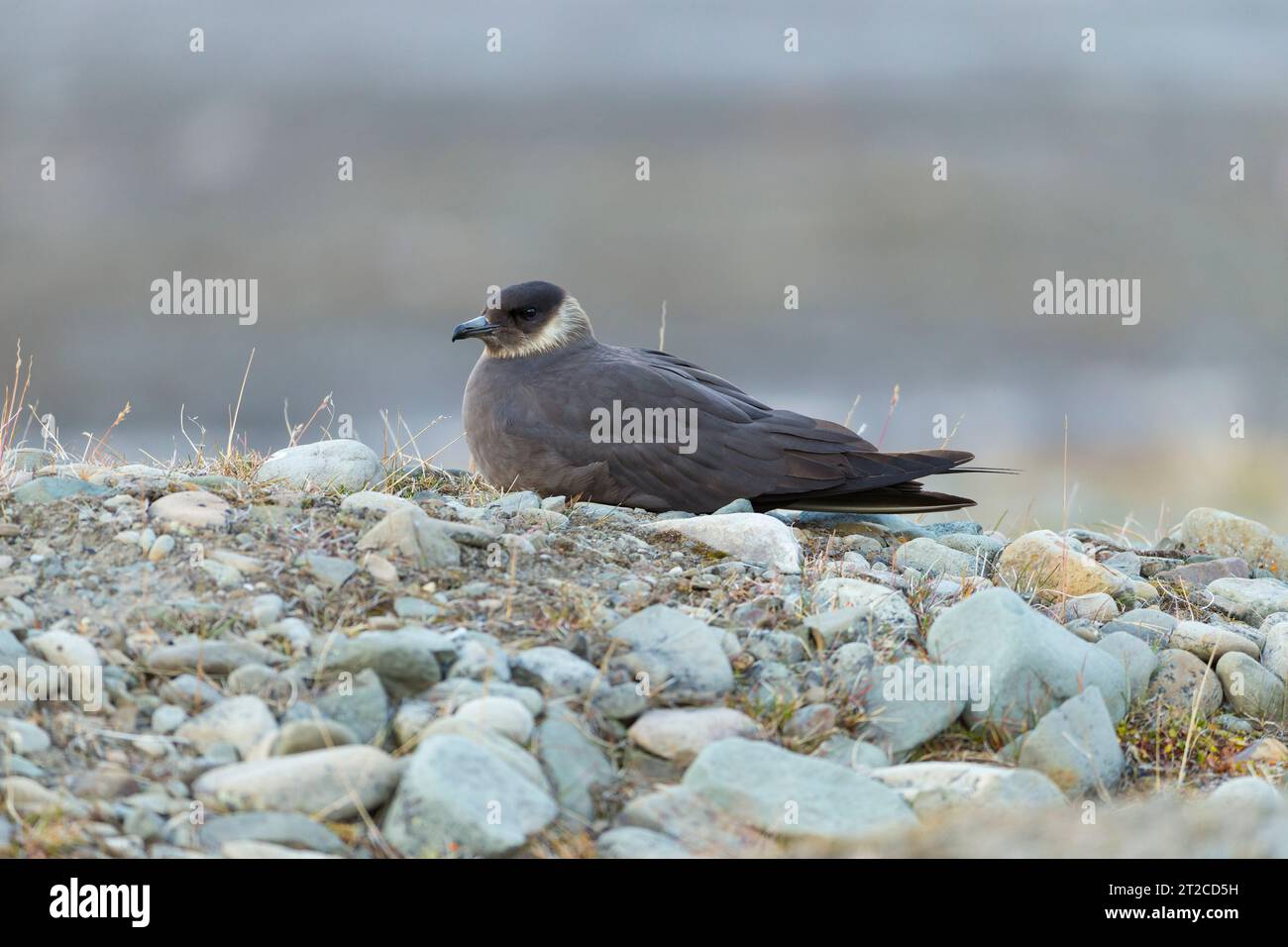 Arctic skua Stercorarius parasiticus, morfo scuro adulti che camminano sulla costa rocciosa, Longyearbyen, Svalbard, agosto Foto Stock