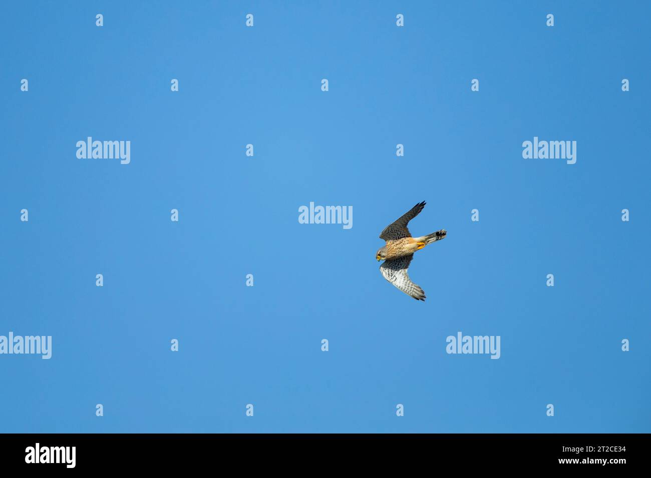 Gheppio comune Falco tinnunculus, maschio adulto in volo, Weston-Super-Mare, Somerset, Regno Unito, marzo Foto Stock