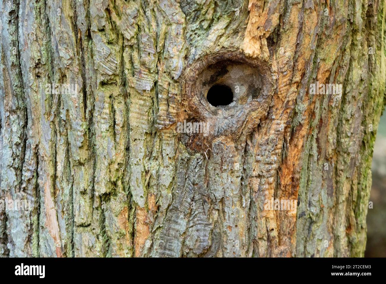 Eurasian nuthatch Sitta europaea, Nest hole, Arne, Dorset, Regno Unito, maggio Foto Stock