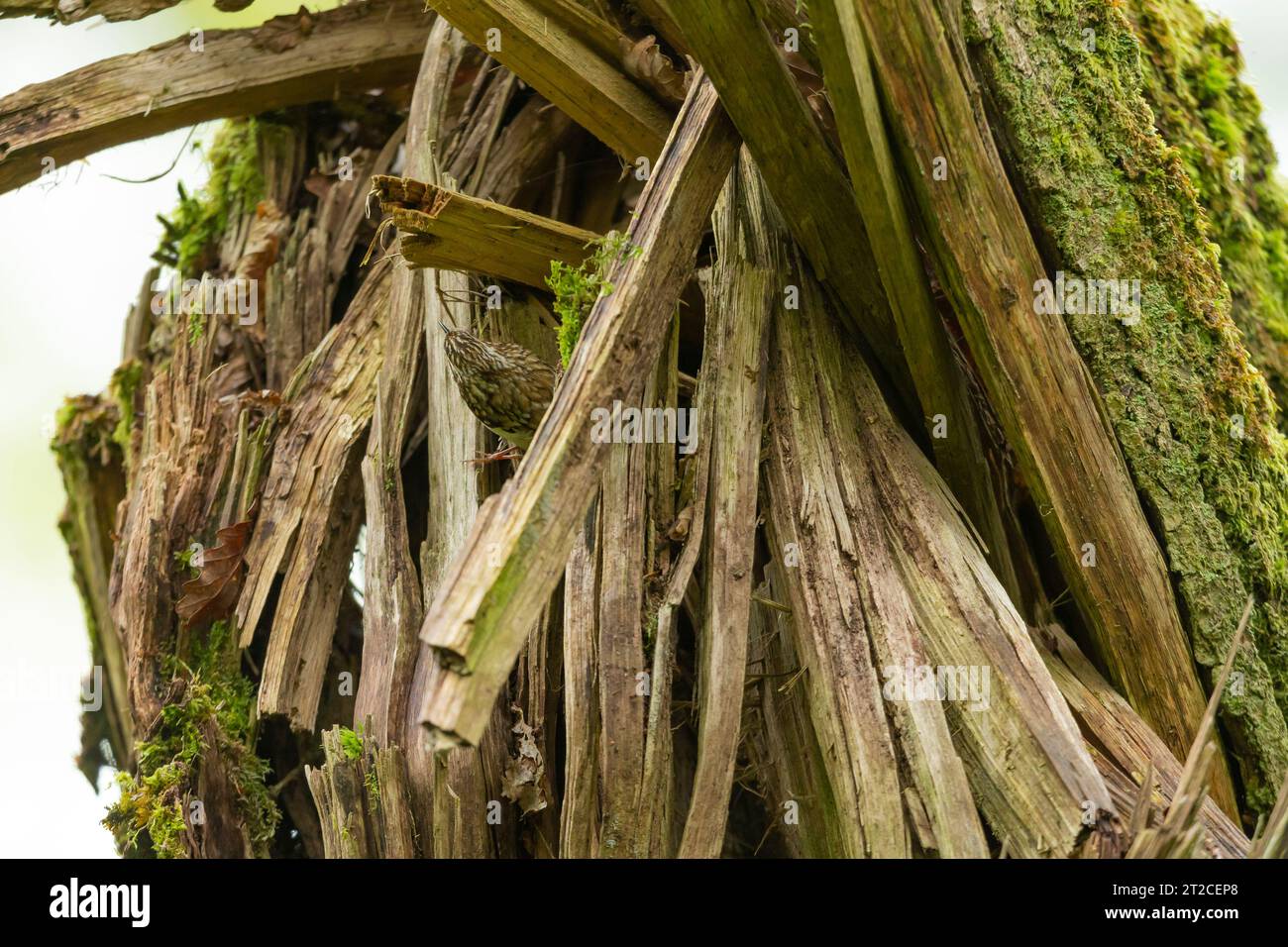 Certhia familiaris, treecreeper eurasiatico, adulto arroccato nel buco del nido sul ceppo di alberi frantumati, Exmoor National Park, Somerset, Regno Unito, maggio Foto Stock