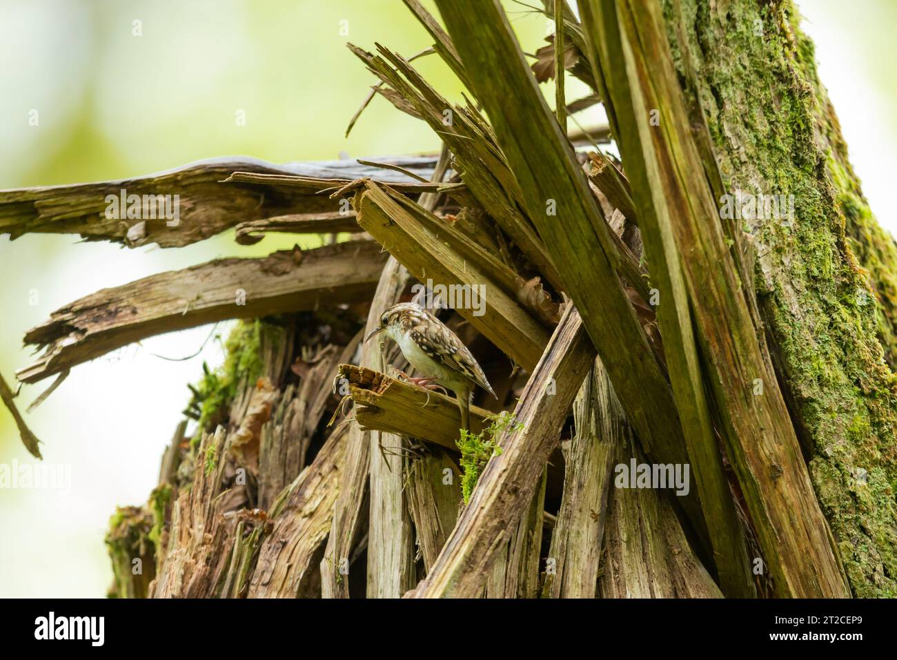 Certhia familiaris, treecreeper eurasiatico, adulto arroccato nel buco del nido sul ceppo di alberi frantumati, Exmoor National Park, Somerset, Regno Unito, maggio Foto Stock