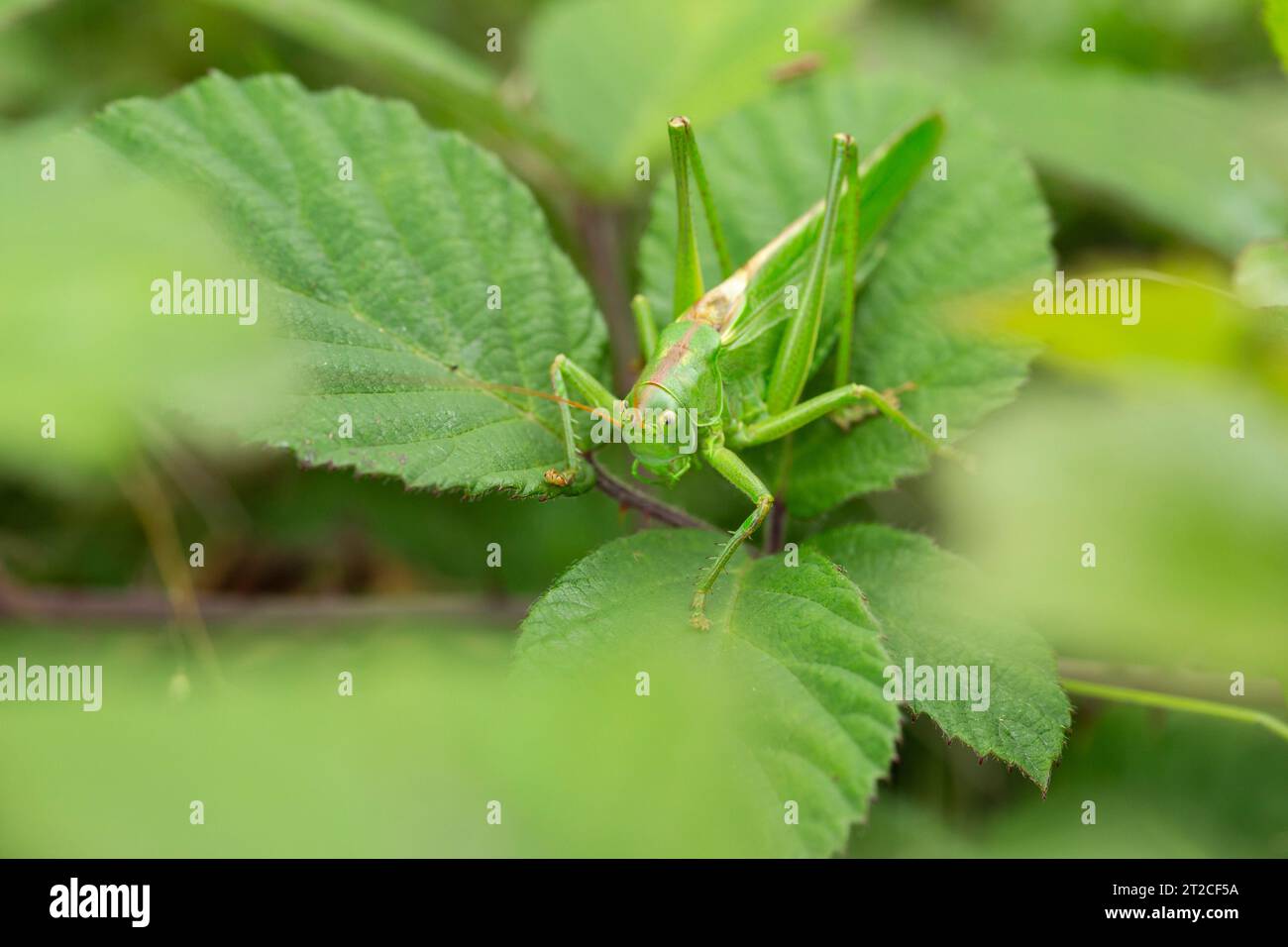 Great green Bush-cricket Tettigonia viridissima, adulto maschio a riposo n foglia di bramble, Draycott Sleights, Somerset, Regno Unito, agosto Foto Stock