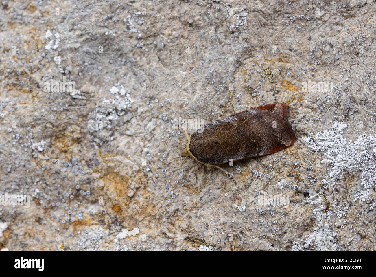 Sottosquadro giallo con bordo largo Noctua janthina, imago che riposa sul muro, Mudgley, Somerset, Regno Unito, luglio Foto Stock