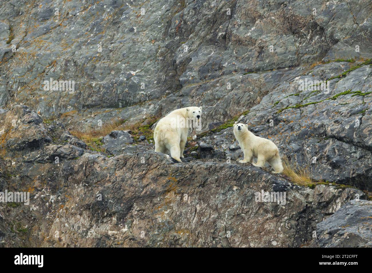 Orso polare Ursus maritimus, femmina e cucciolo che si rilassano sulla faccia rocciosa, Retrettøya, Svalbard, settembre Foto Stock