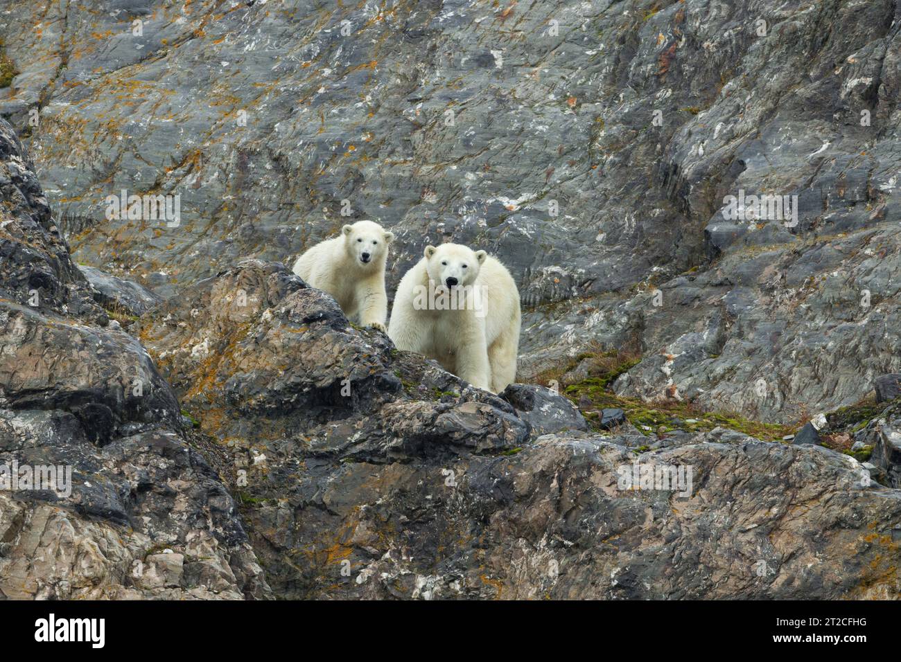 Orso polare Ursus maritimus, femmina e cucciolo che si rilassano sulla faccia rocciosa, Retrettøya, Svalbard, settembre Foto Stock