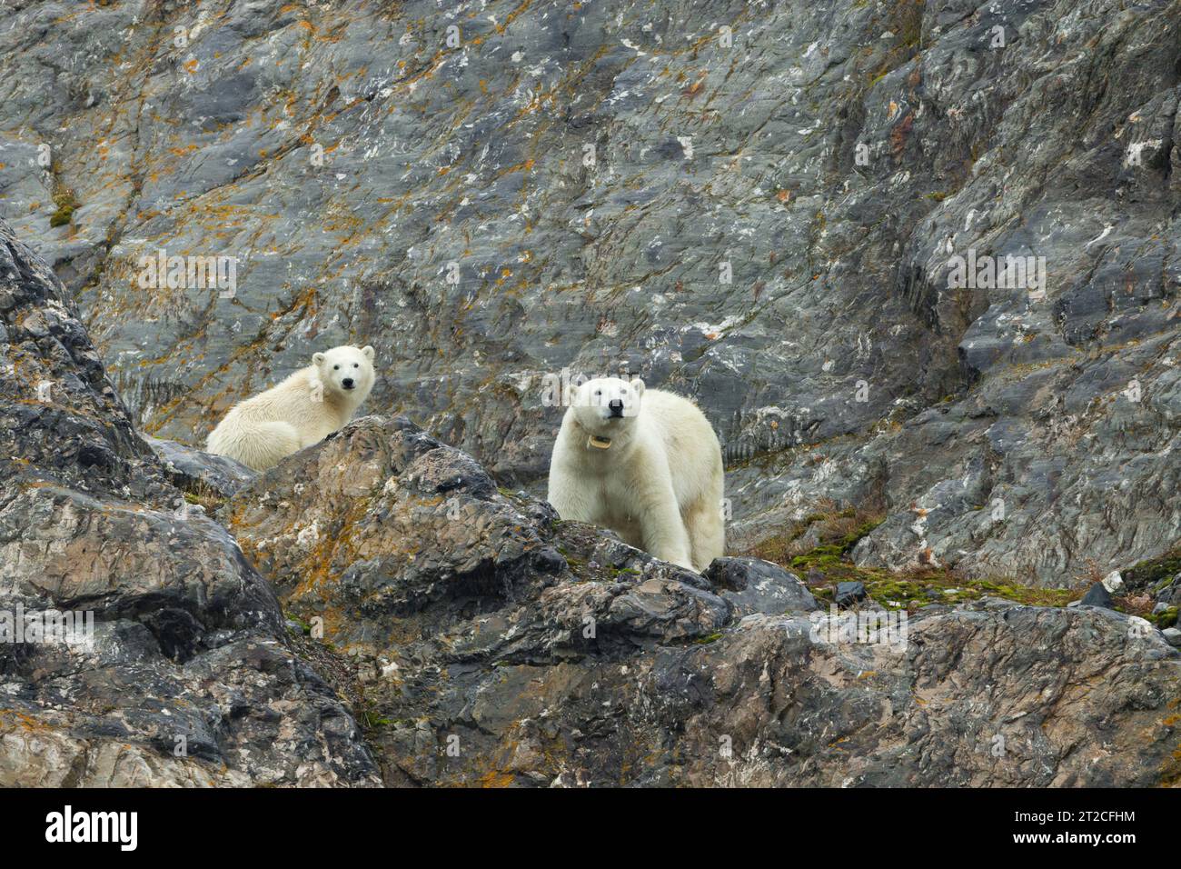 Orso polare Ursus maritimus, femmina e cucciolo che si rilassano sulla faccia rocciosa, Retrettøya, Svalbard, settembre Foto Stock