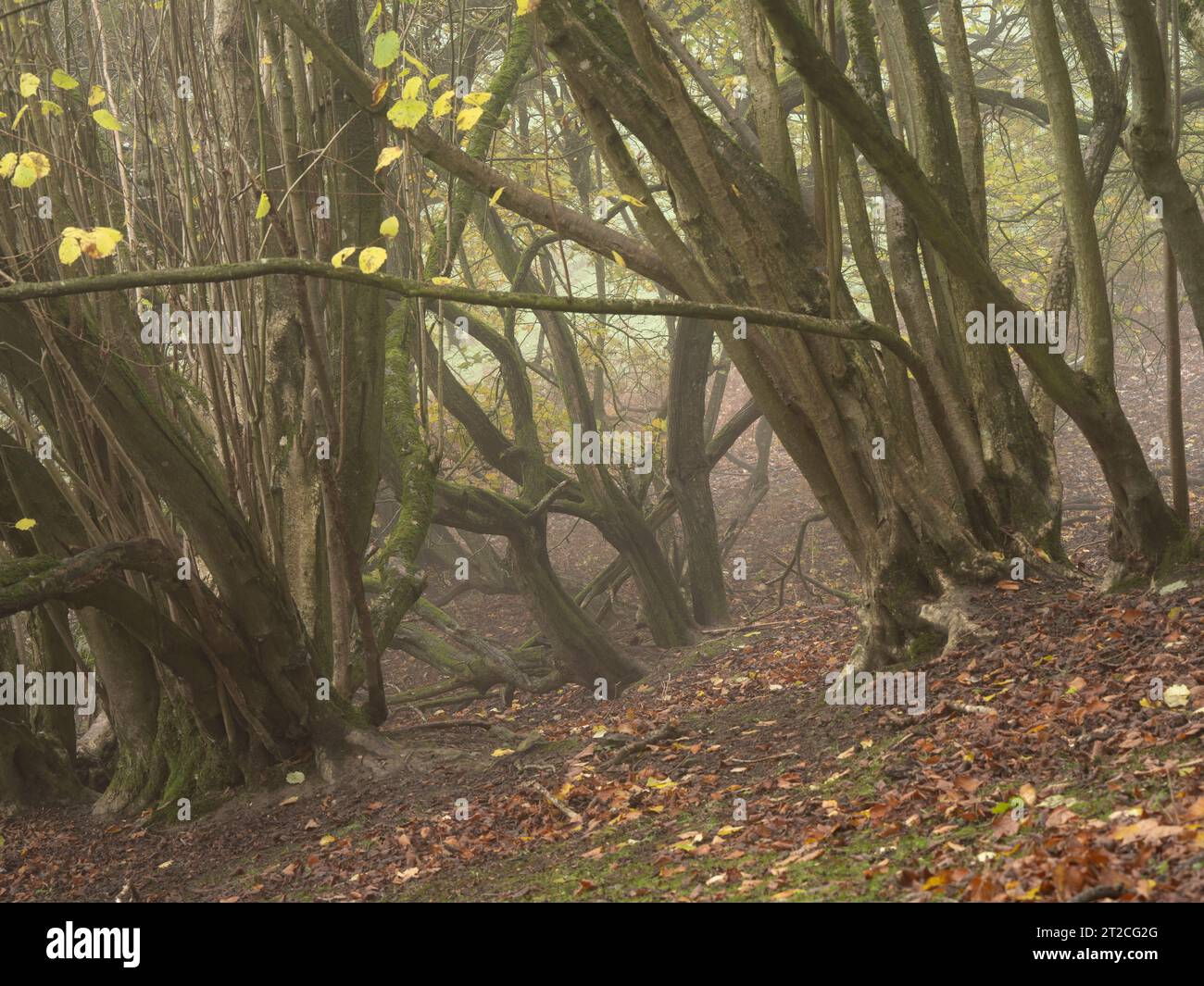 Boschi misti in pieno autunno ad Aldon, Onibury, Craven Arms, Shropshire, Regno Unito. Foto Stock