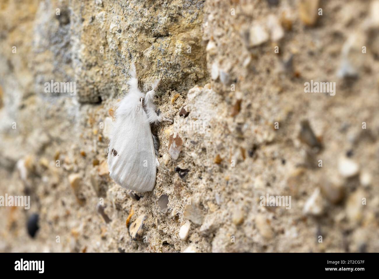 Sphrageidus similis a coda gialla, imago che riposa sul muro, Mudgley, Somerset, Regno Unito, luglio Foto Stock
