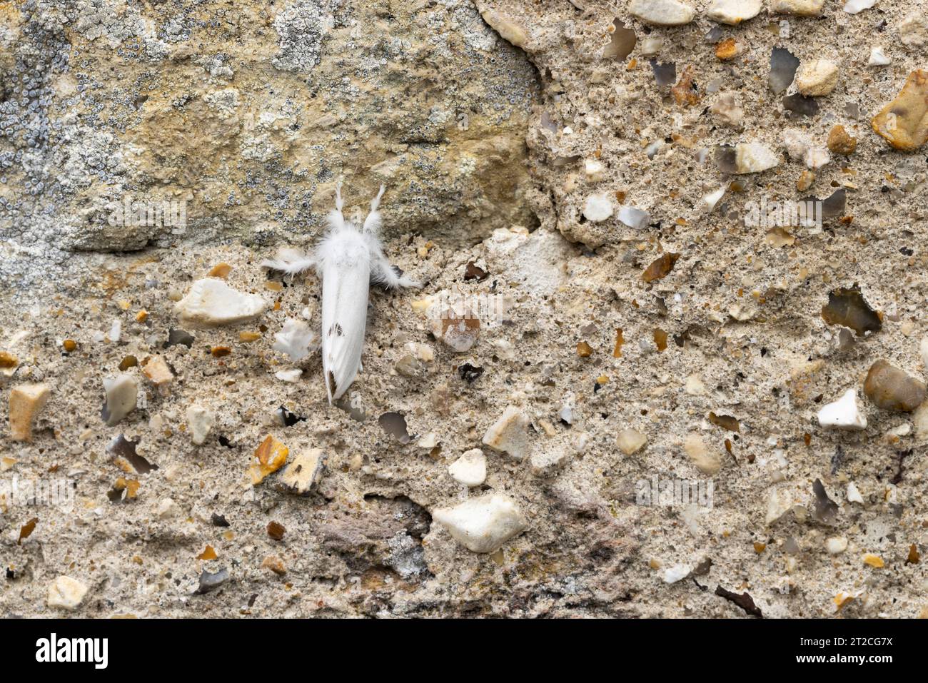 Sphrageidus similis a coda gialla, imago che riposa sul muro, Mudgley, Somerset, Regno Unito, luglio Foto Stock