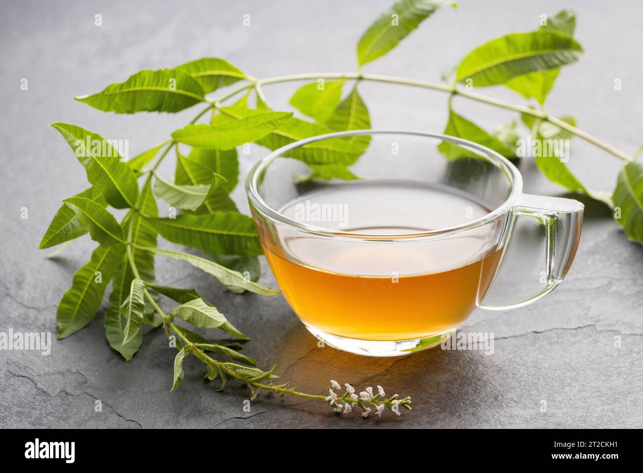 Verbena di limone biologica fresca - Aloysia citrodora Foto Stock