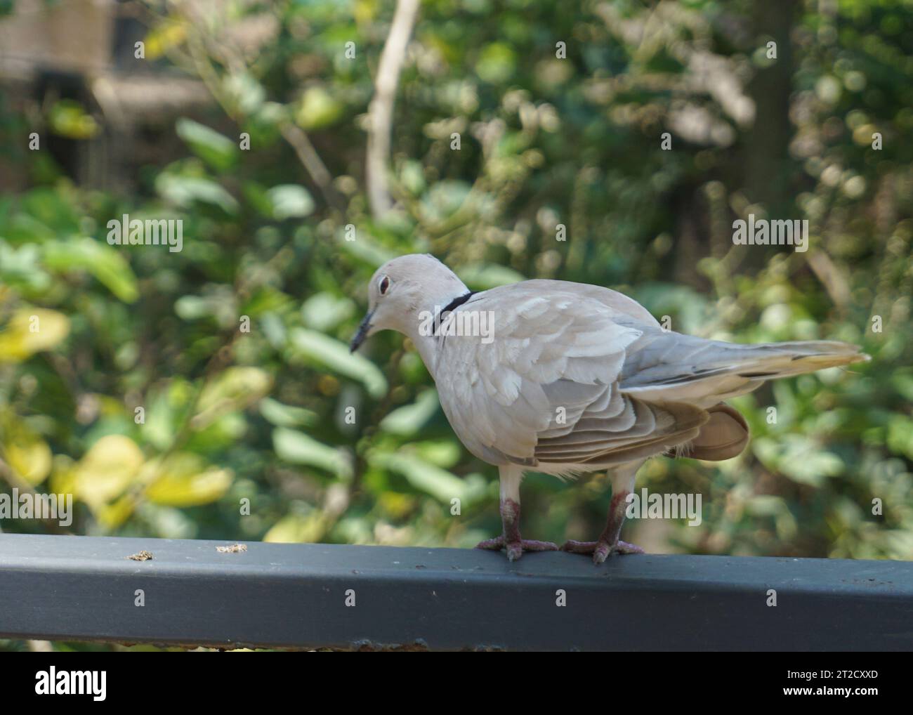 Una bella colomba a righe o colonbidi in piedi su una recinzione in un grande giardino botanico Foto Stock