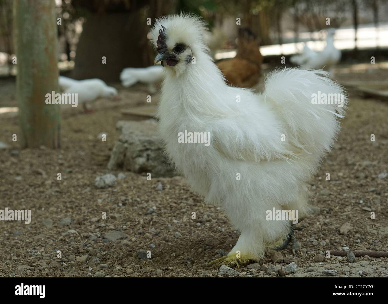 pollo peloso bianco o seta che camminano nella fattoria Foto Stock