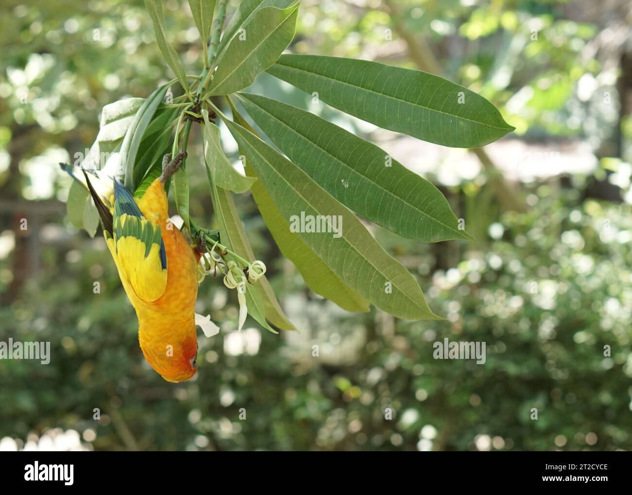 un uccello solare giallo arroccato su un ramo dell'albero in cerca di fiori, nel grande giardino botanico all'interno del parco ornitologico delle voliere. Foto Stock