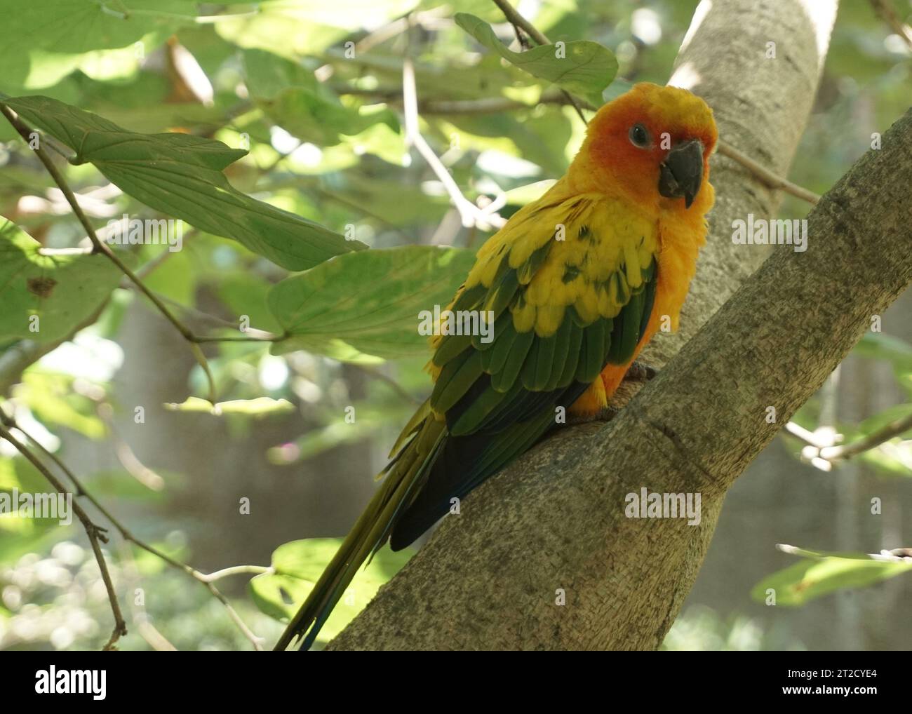 Il grazioso uccello giallo del sole conure dorme sul ramo dell'albero all'interno della grande cupola della voliera nel parco ornitologico Foto Stock