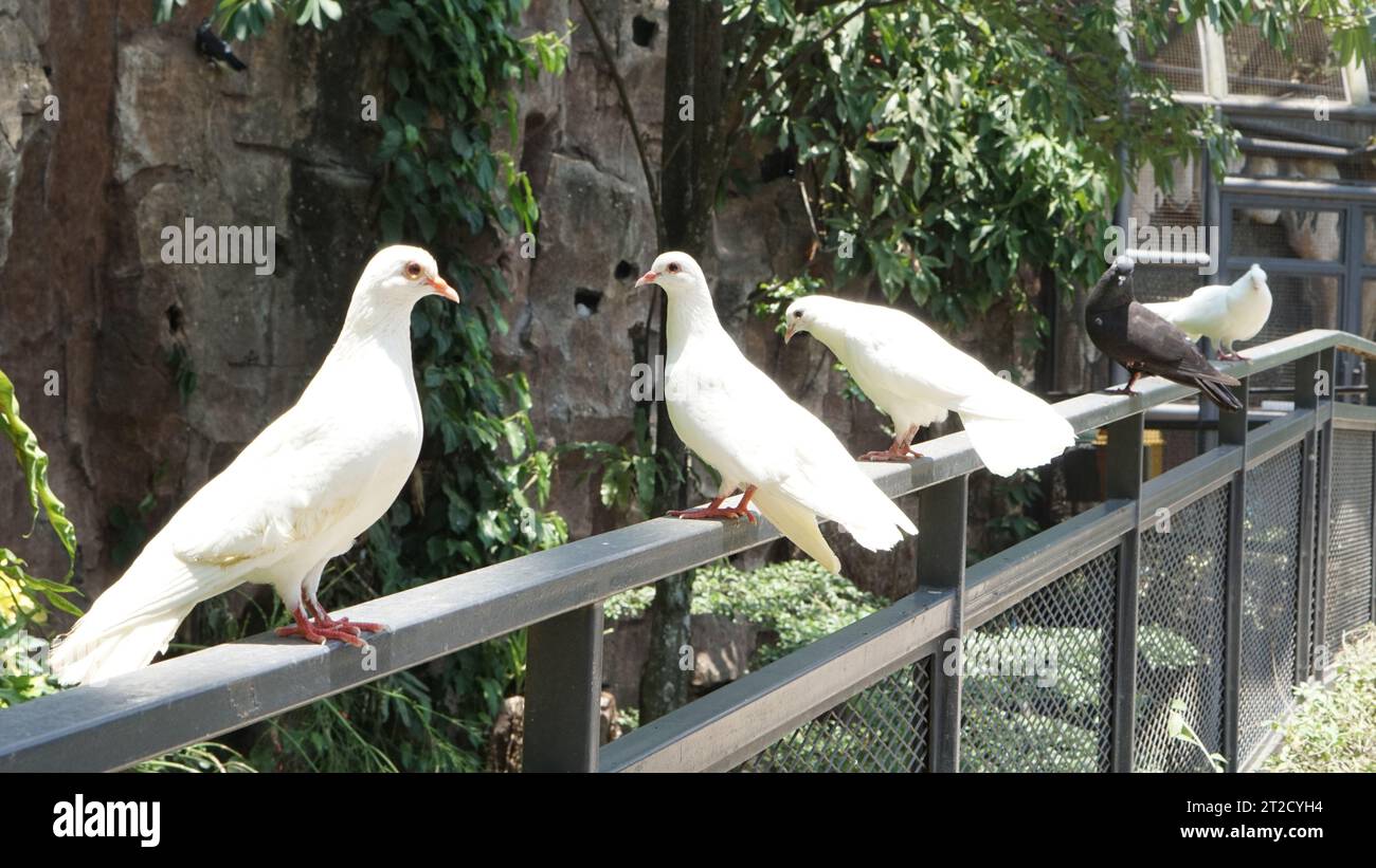 bellissimo gruppo di colombe bianche in piedi su una recinzione in un grande giardino botanico all'interno della cupola della voliera Foto Stock