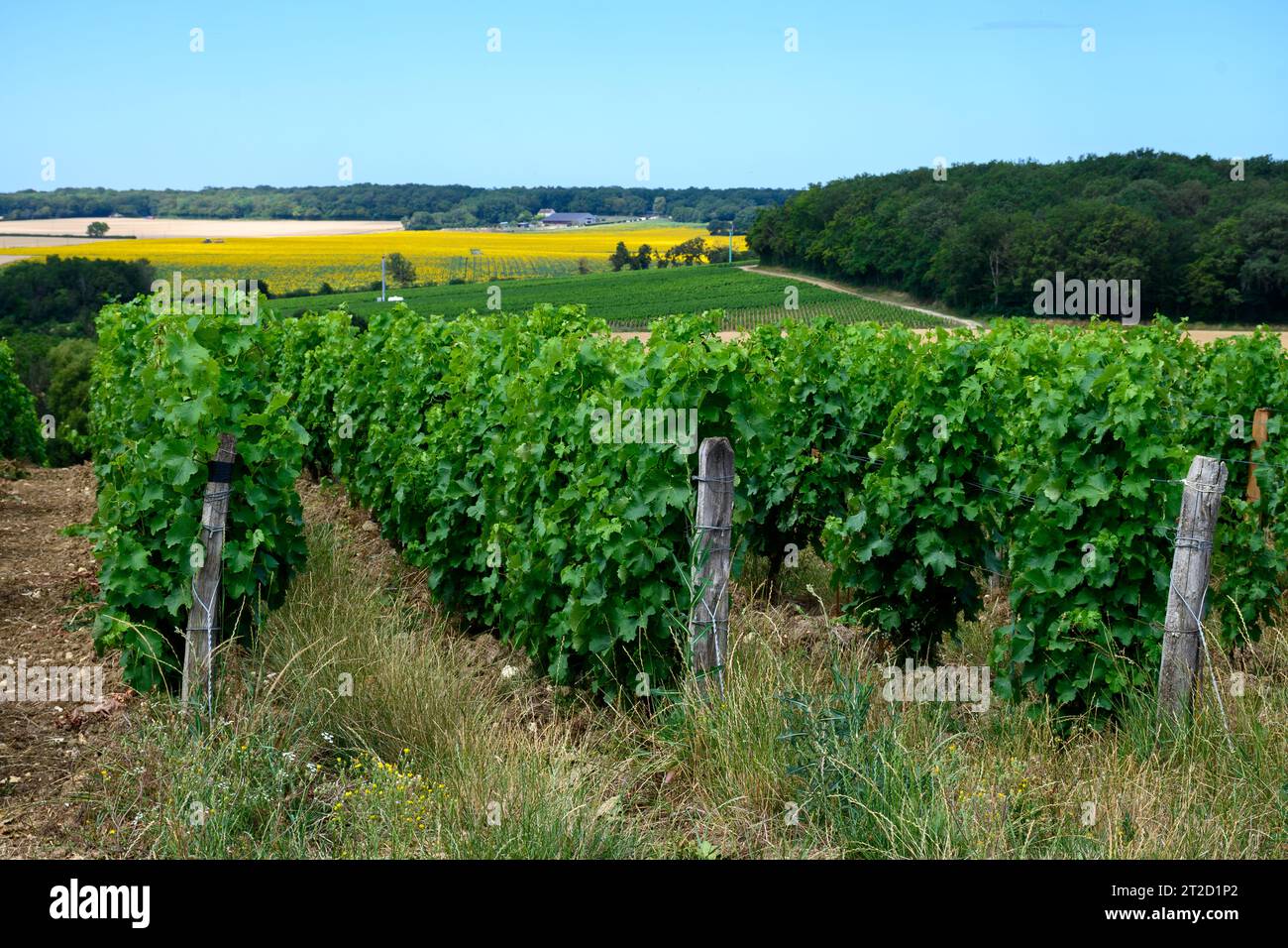 Vigneti di denominazione Pouilly-Fume, vinificazione di vino bianco secco ottenuto da uve sauvignon blanc, coltivate su diversi tipi di terreni, Francia Foto Stock