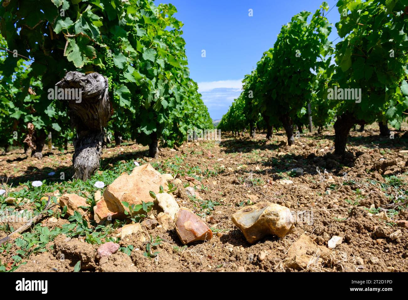 Campione di terreno, pietra focaia, vigneti di denominazione Pouilly-fumi, vinificazione di vino bianco secco da uve sauvignon blanc che crescono su diversi tipi di Foto Stock