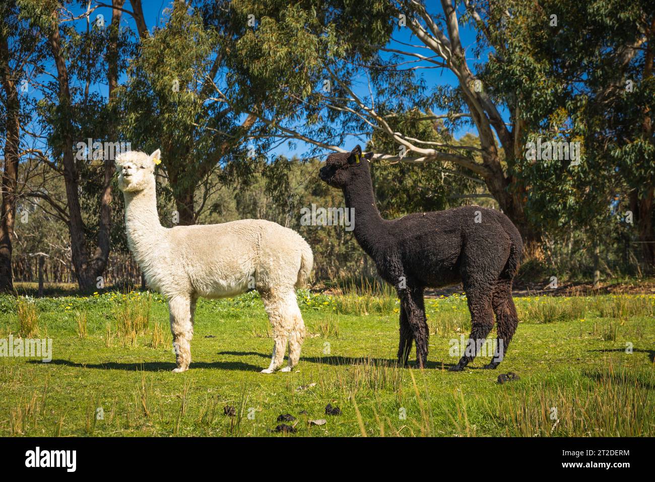 Gli Alpacas di Adelaide, Australia meridionale, sono incantevoli e accoglienti. Gli amanti degli animali raccolgono anche Alpaca come loro animale domestico. Foto Stock