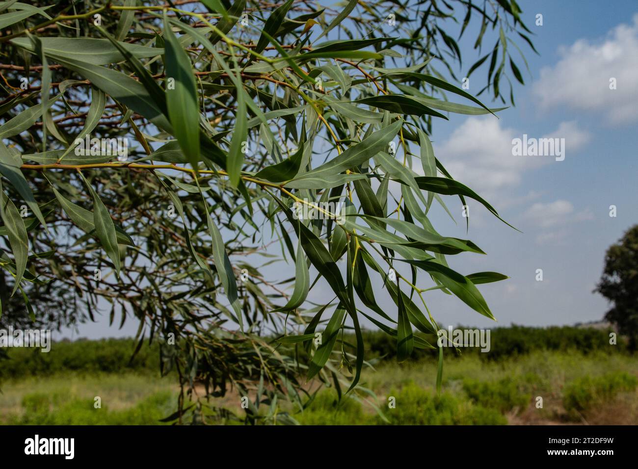 Sydney Golden Wattle. Acacia saligna coojong, wattle corona d'oro, wattle arancio, wattle blu-foglie, wattle dorato dell'Australia occidentale, Port Jackson W. Foto Stock