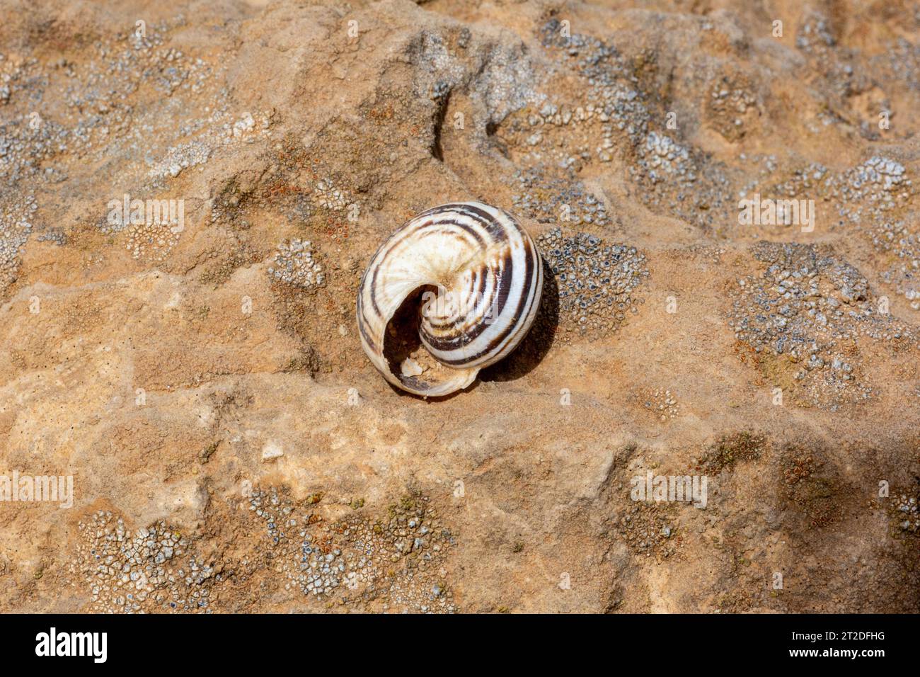 Xeropicta carmelensis è una specie di lumaca di terra che respira aria Foto Stock