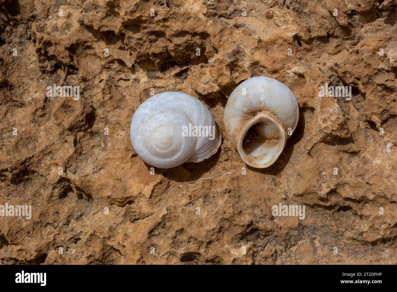 Lumaca di terra Levantina lithophaga Levantina lithophaga Foto Stock