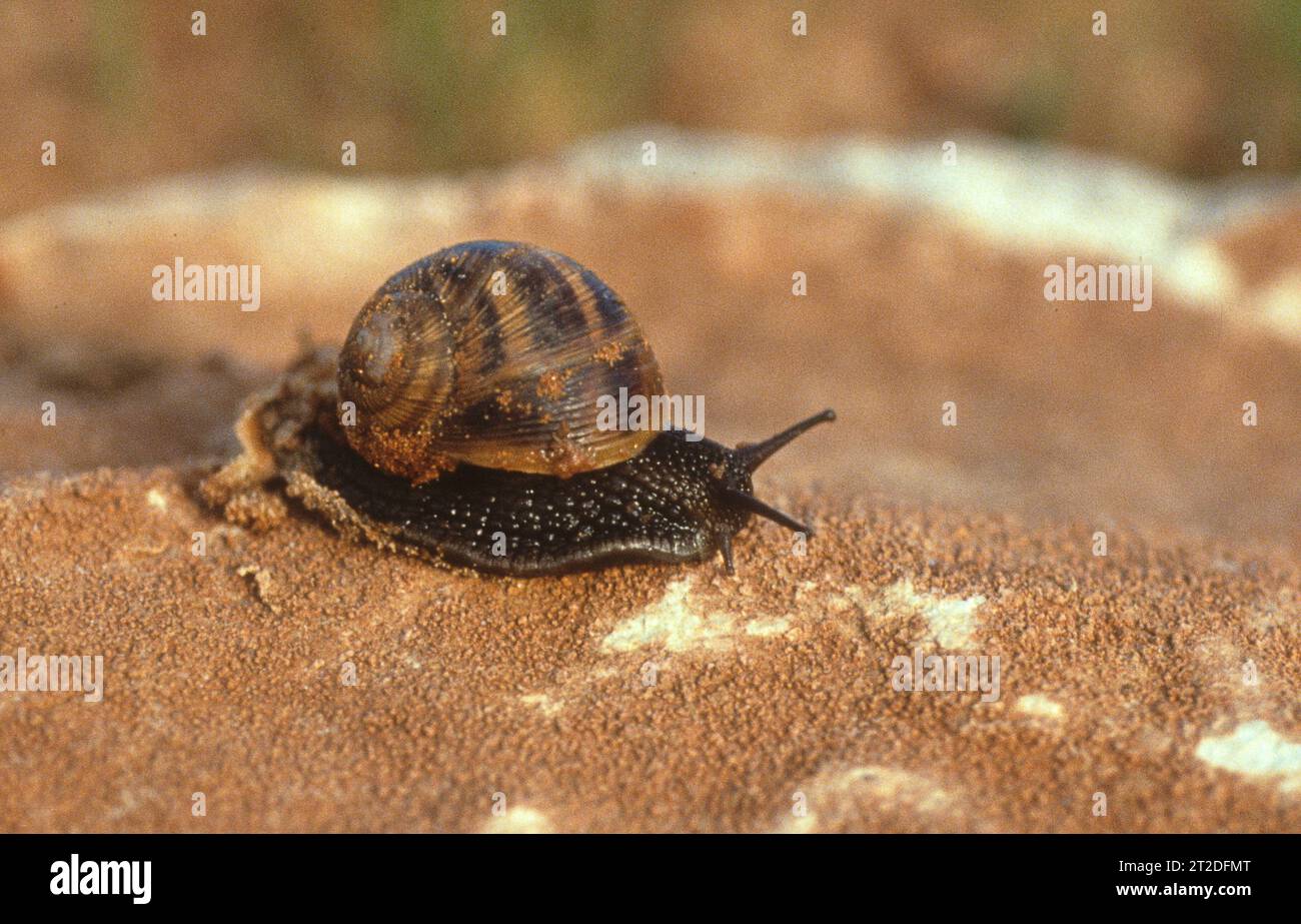 Lumaca terrestre helix engaddensis Foto Stock