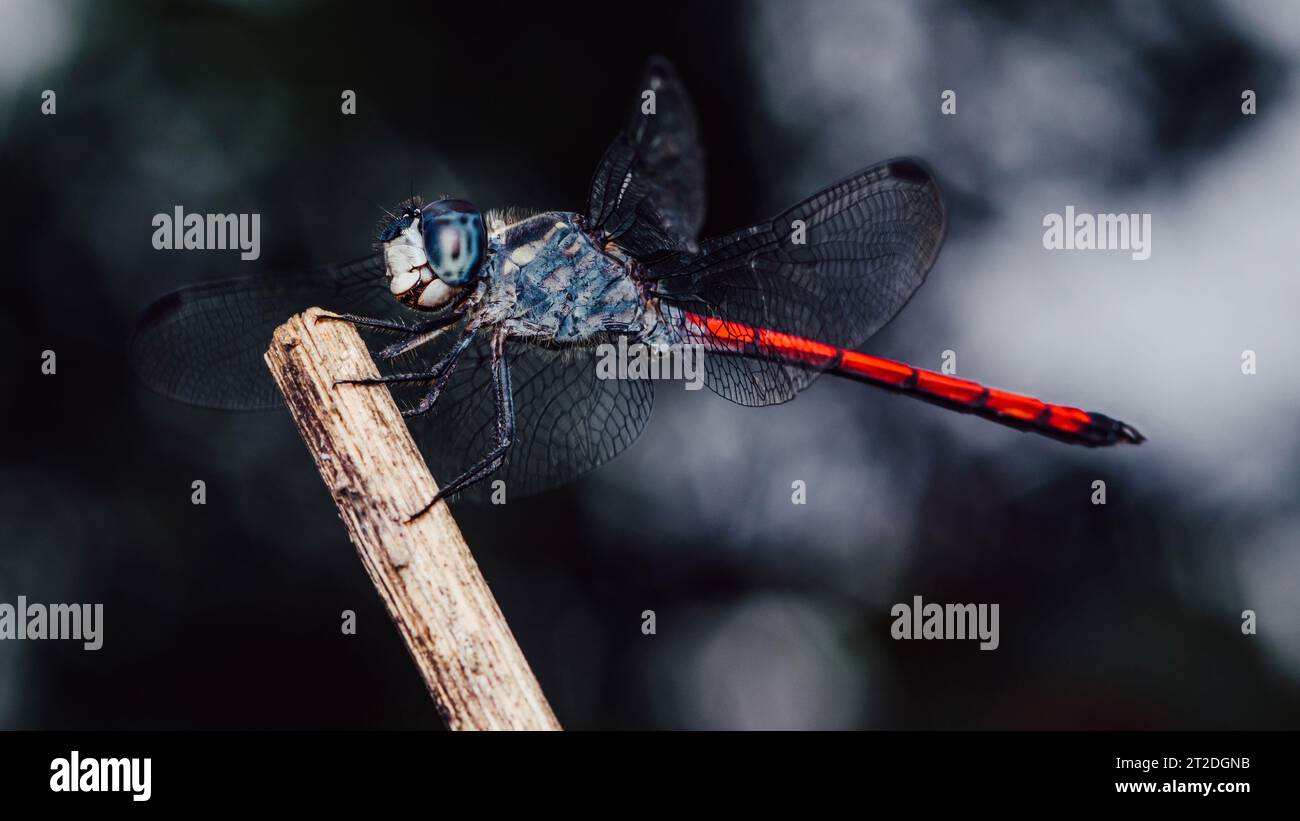 Primo piano di Dragonfly arroccato su un ramo di albero, legno secco e sfondo naturale, fuoco selettivo, macro di insetti, insetti colorati in Thailandia. Foto Stock