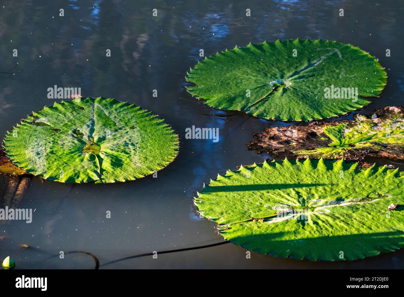 Nymphaea gigantea: Giglio d'acqua gigante che fiorisce nelle paludi selvagge del Queensland Foto Stock