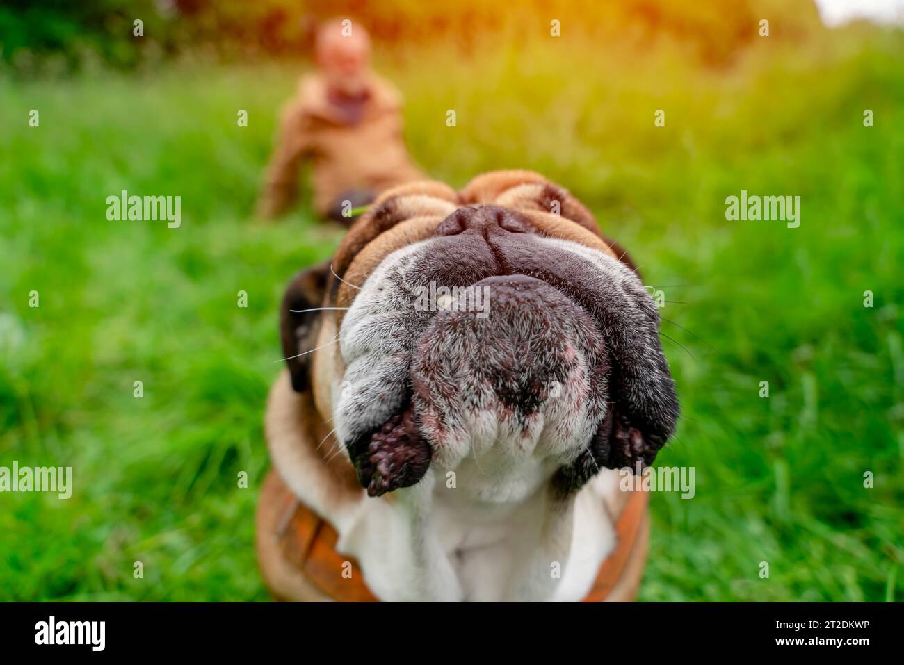 Divertente e classico Bulldog britannico Red English che guarda la macchina fotografica e seduto nell'erba nella foresta il giorno di sole al tramonto Foto Stock